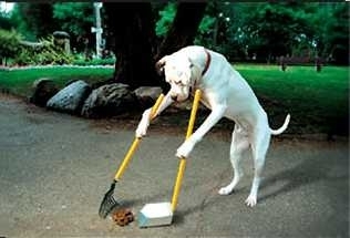 ちょっと笑えそうな動物の画像が見たい