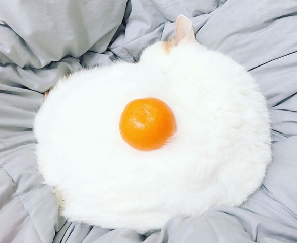 ちょっと笑えそうな動物の画像が見たい