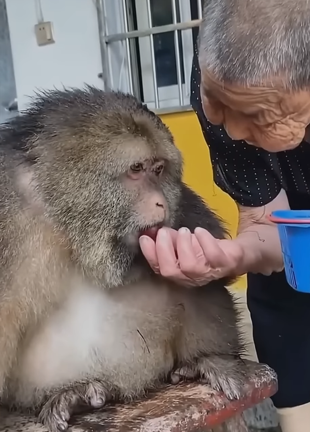 ちょっと笑えそうな動物の画像が見たい