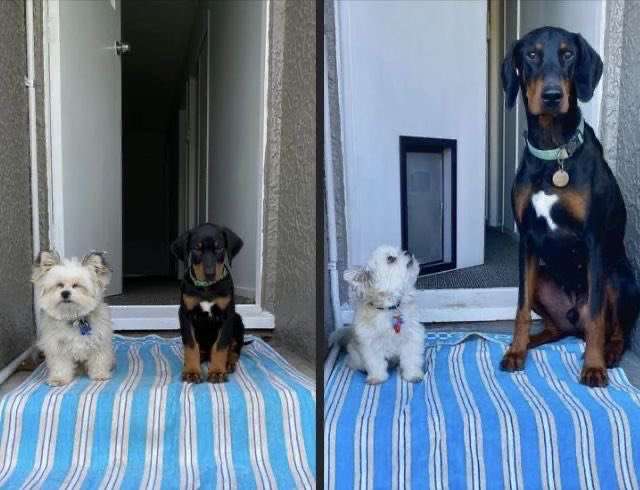 ちょっと笑えそうな動物の画像が見たい