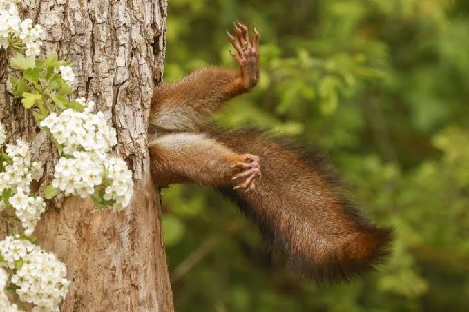 ちょっと笑えそうな動物の画像が見たい