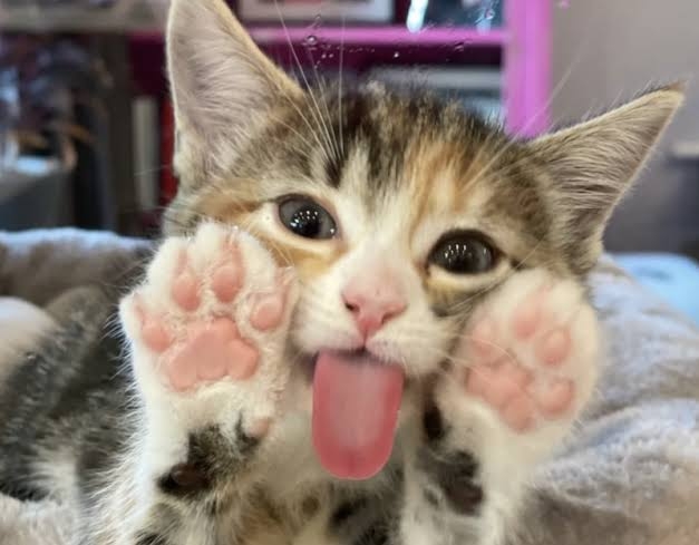 ちょっと笑えそうな動物の画像が見たい
