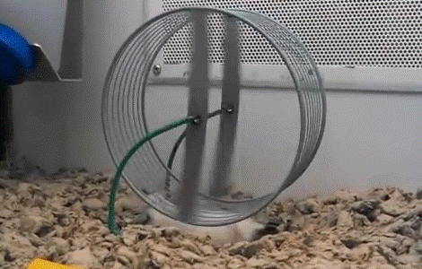 ちょっと笑えそうな動物の画像が見たい