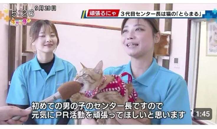 ちょっと笑えそうな動物の画像が見たい