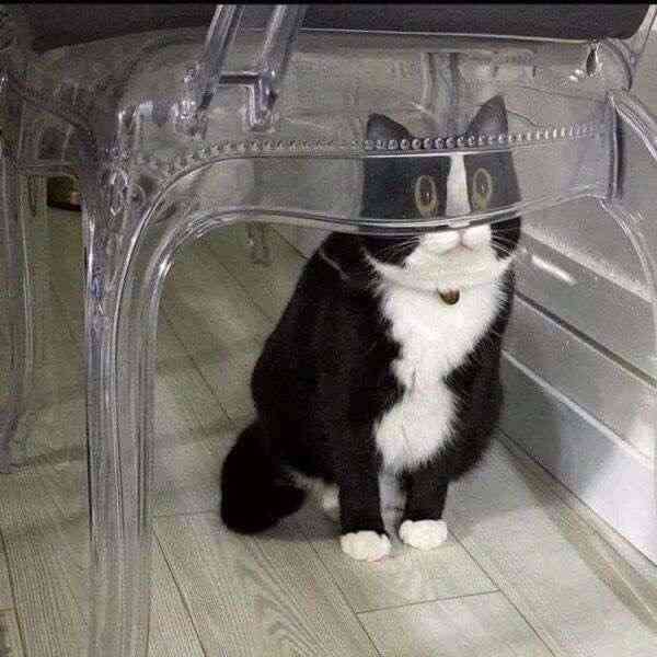 ちょっと笑えそうな動物の画像が見たい