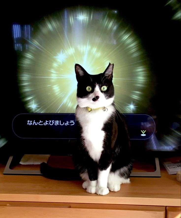 ちょっと笑えそうな動物の画像が見たい