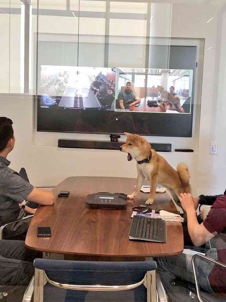 ちょっと笑えそうな動物の画像が見たい