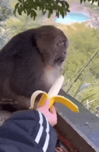 ちょっと笑えそうな動物の画像が見たい