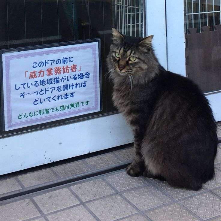 ちょっと笑えそうな動物の画像が見たい