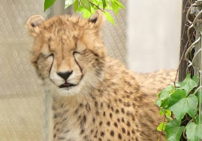 ちょっと笑えそうな動物の画像が見たい