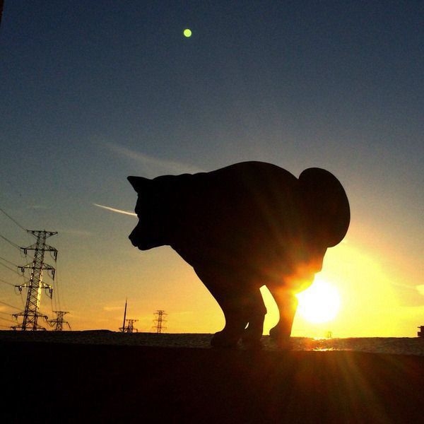ちょっと笑えそうな動物の画像が見たい