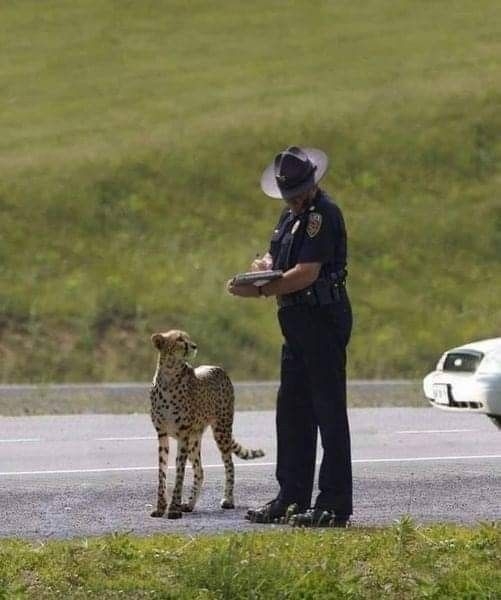ちょっと笑えそうな動物の画像が見たい