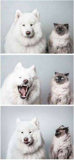ちょっと笑えそうな動物の画像が見たい