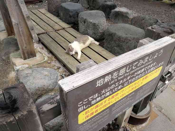 ちょっと笑えそうな動物の画像が見たい