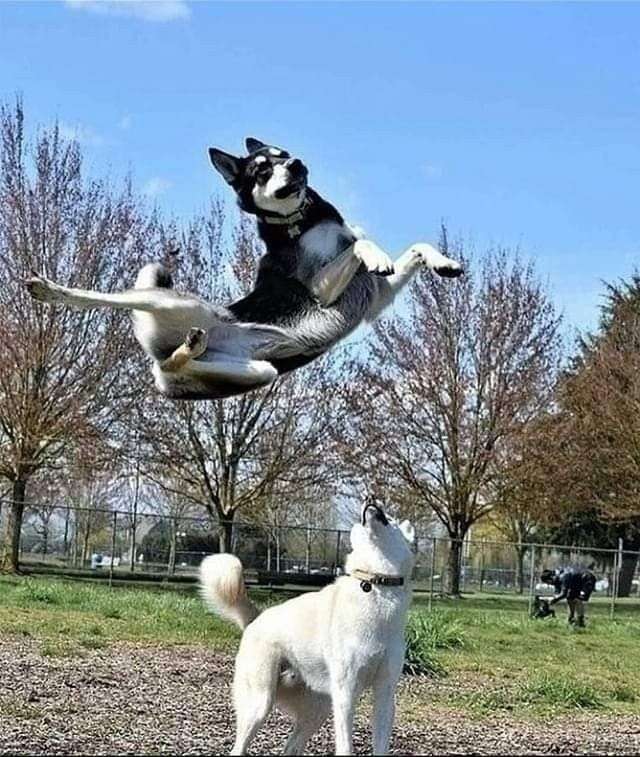 ちょっと笑えそうな動物の画像が見たい