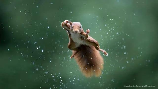 ちょっと笑えそうな動物の画像が見たい
