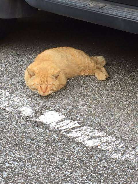 ちょっと笑えそうな動物の画像が見たい