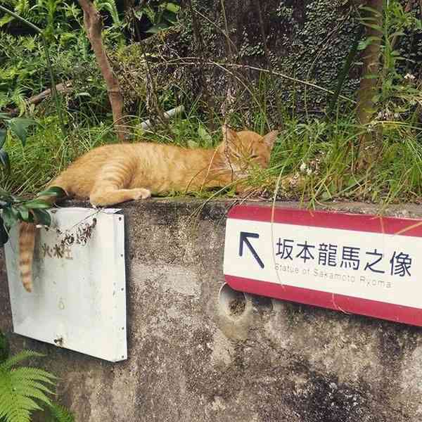 ちょっと笑えそうな動物の画像が見たい
