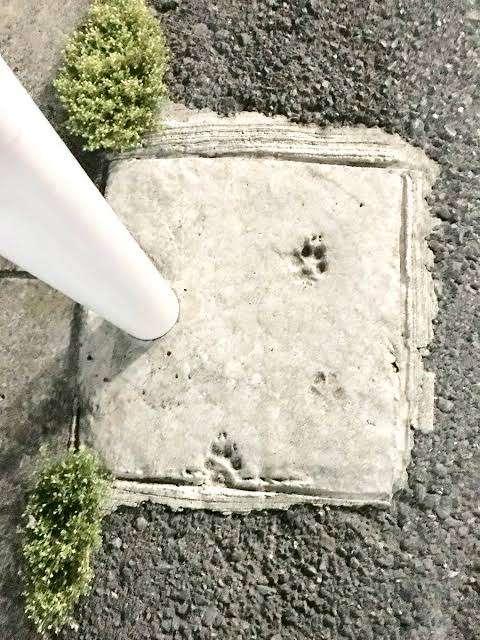 ちょっと笑えそうな動物の画像が見たい