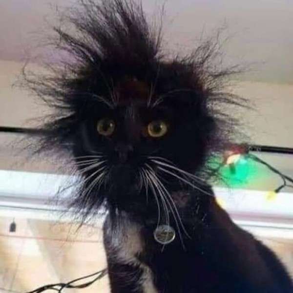 ちょっと笑えそうな動物の画像が見たい
