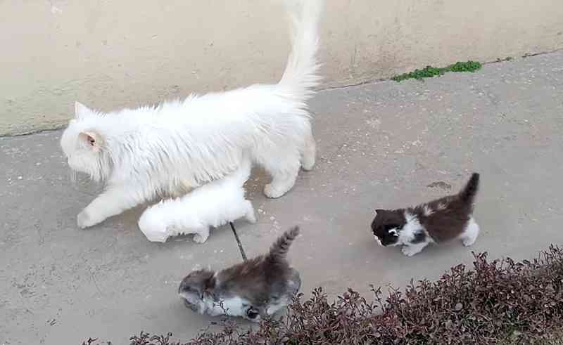 親を自分の住まい近辺に呼び寄せた人