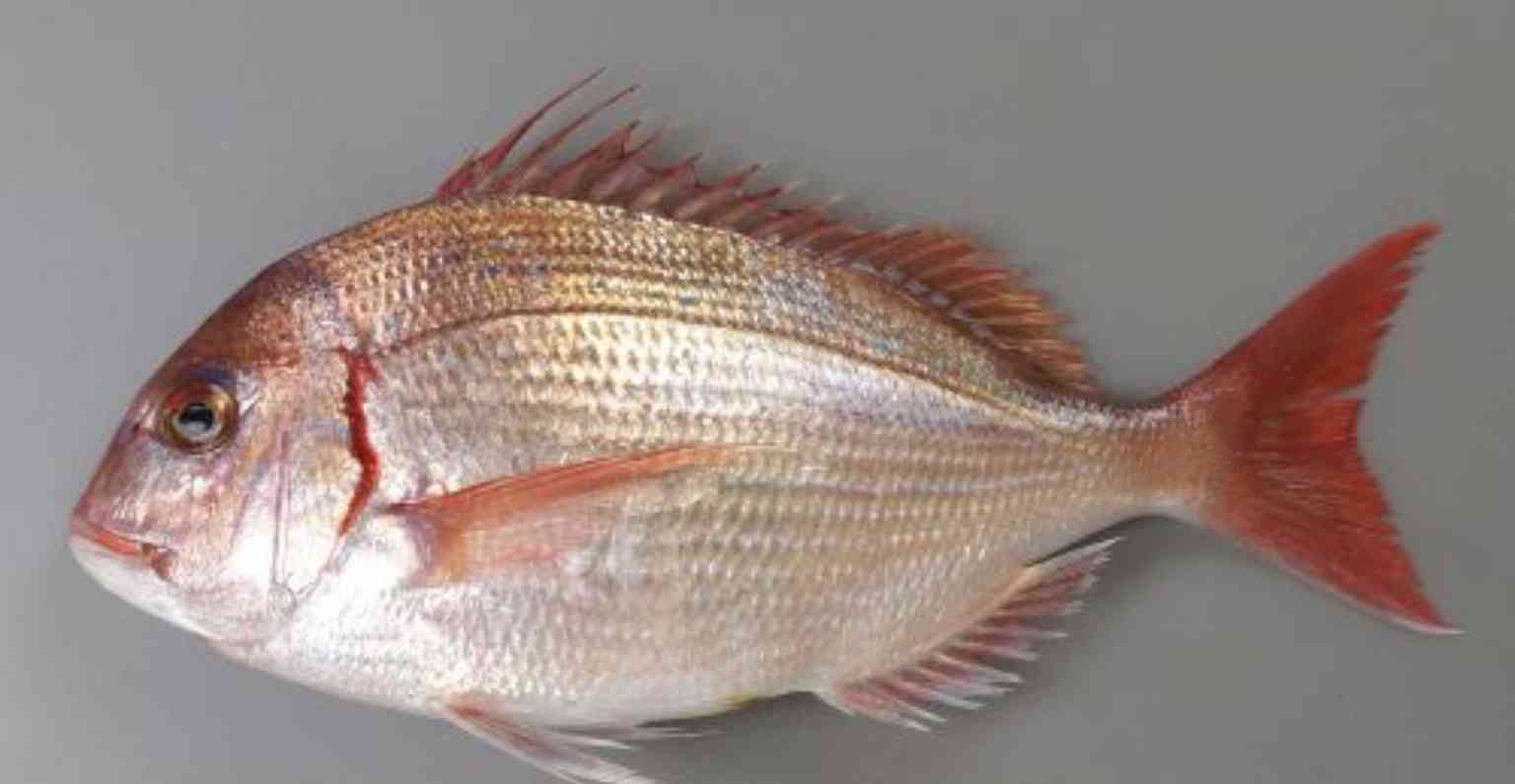 皇太子妃の長男「リトル・マリウス」の転落「愛すべき象徴が今や犯罪の象徴」ノルウェー王室を揺るがす32件起訴の衝撃