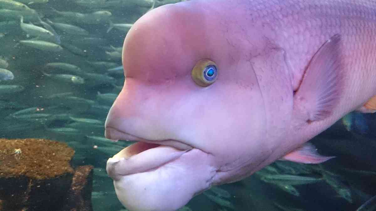 皇太子妃の長男「リトル・マリウス」の転落「愛すべき象徴が今や犯罪の象徴」ノルウェー王室を揺るがす32件起訴の衝撃