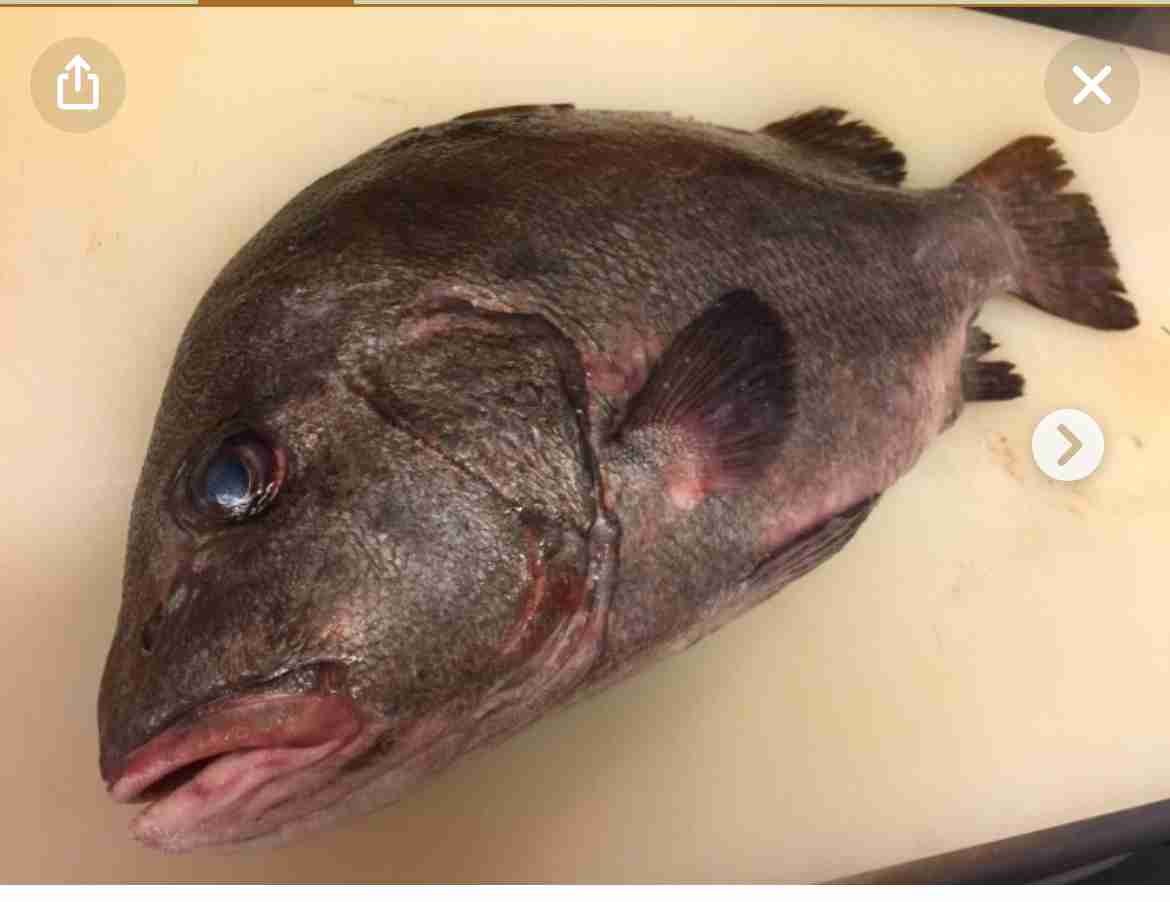 皇太子妃の長男「リトル・マリウス」の転落「愛すべき象徴が今や犯罪の象徴」ノルウェー王室を揺るがす32件起訴の衝撃