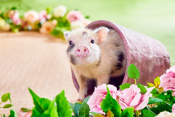 近所のイオンモールの中にある好きな店