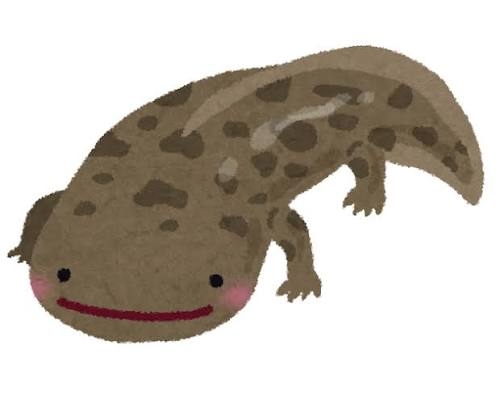 釧路メガソーラー計画地で「キタサンショウウオ」確認　市天然記念物