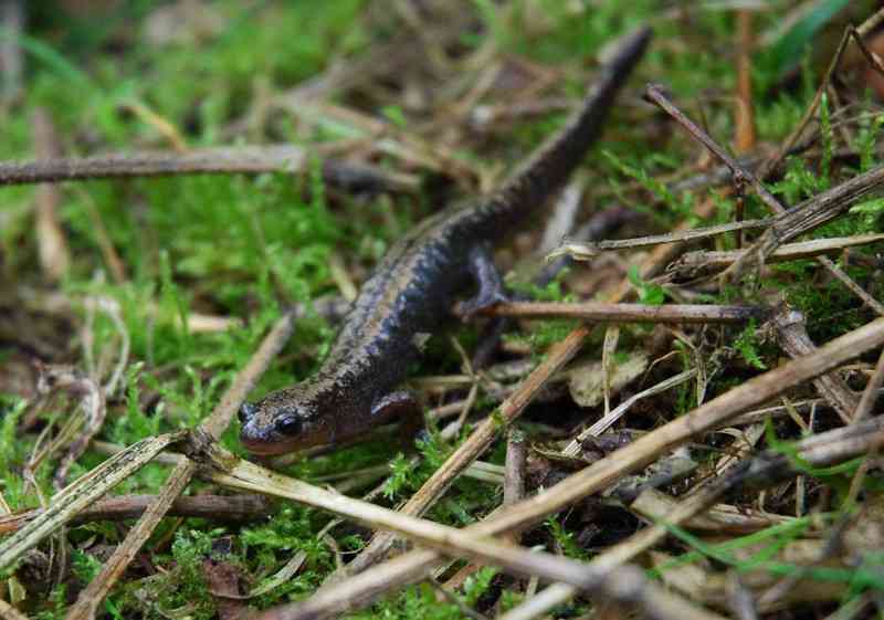 釧路メガソーラー計画地で「キタサンショウウオ」確認　市天然記念物