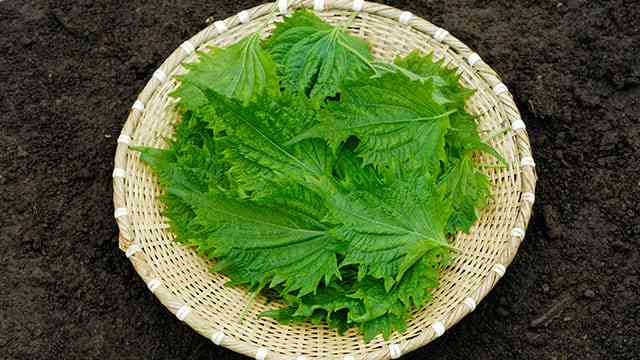 好きな野菜3つ。2つ一緒なら友達、3つ揃ったら親友 Part6