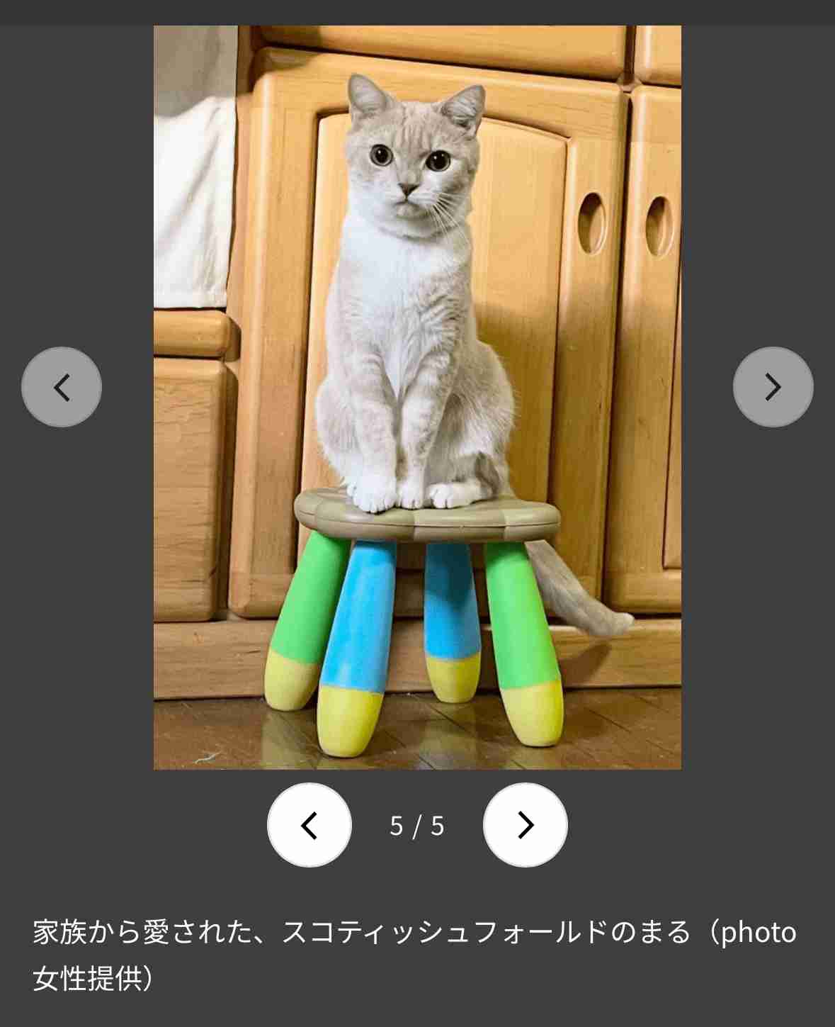 家族みんなで決めた愛猫の安楽死 「これ以上苦しませたくなかった、でも寂しい」