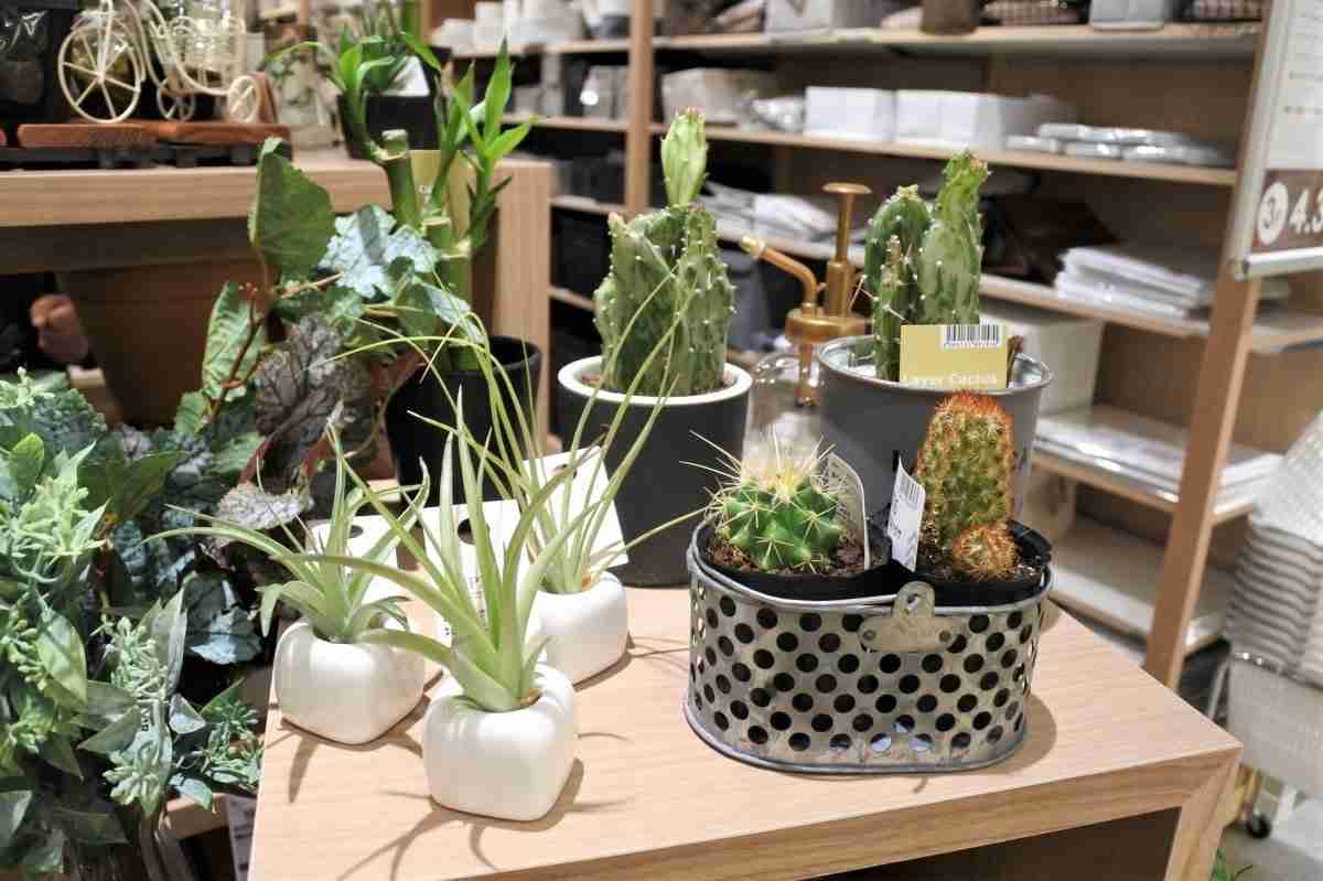 エアープランツ【総合】