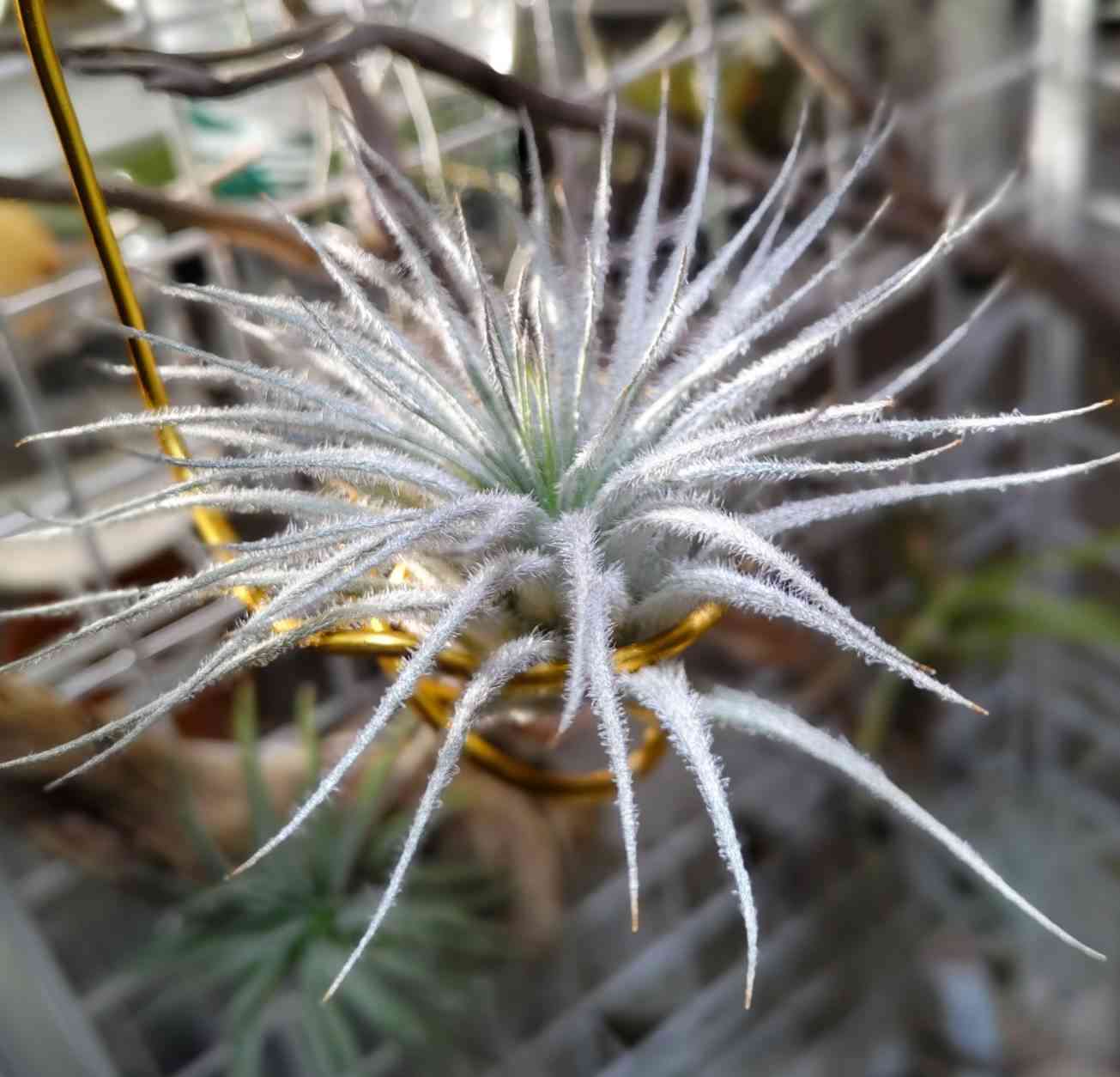 エアープランツ【総合】