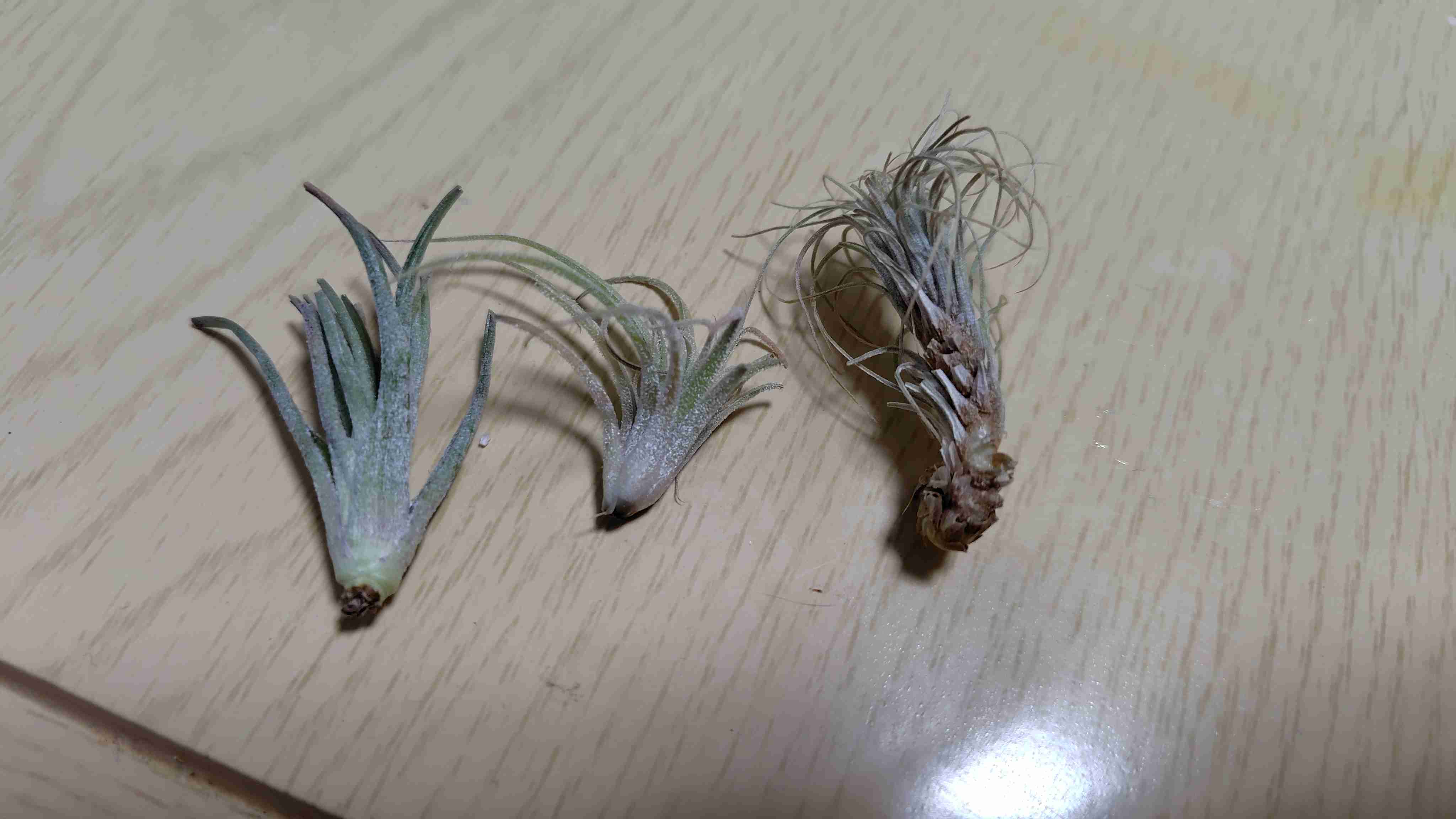 エアープランツ【総合】