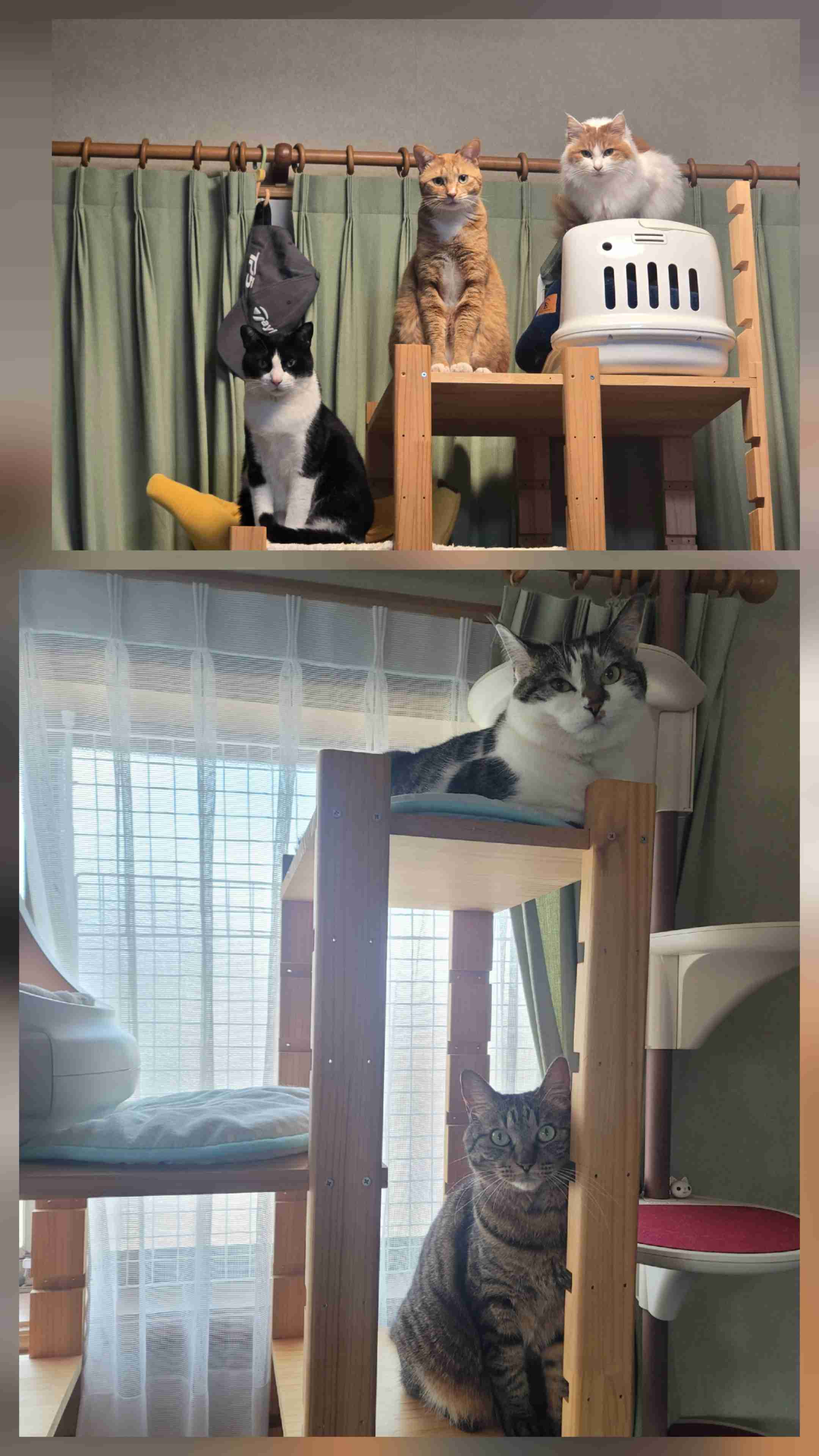 キャットタワーを語る