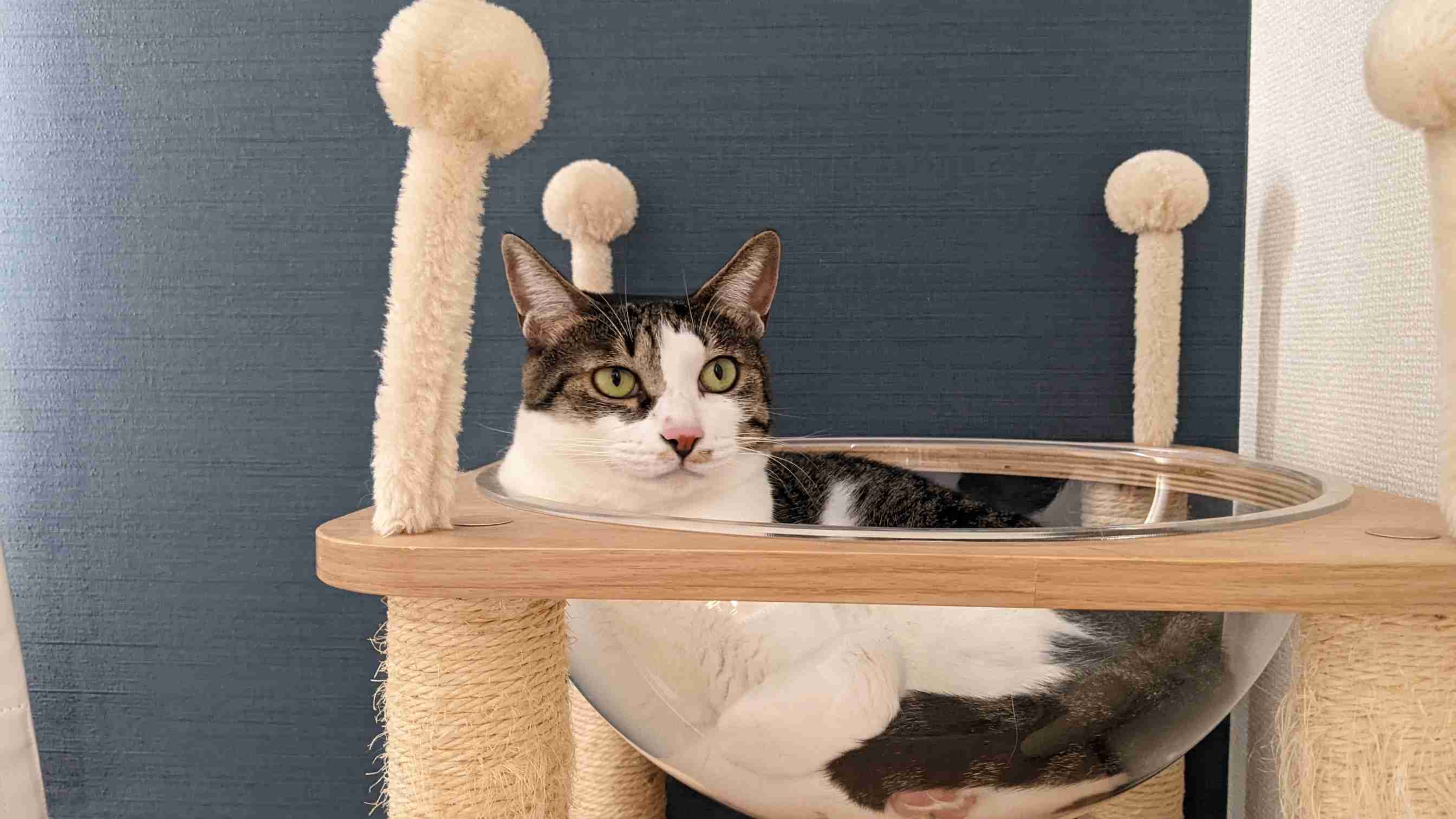 キャットタワーを語る