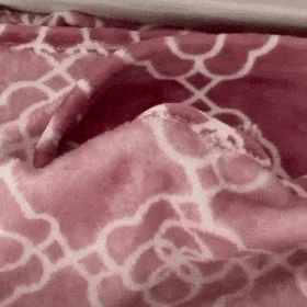 キャットタワーを語る