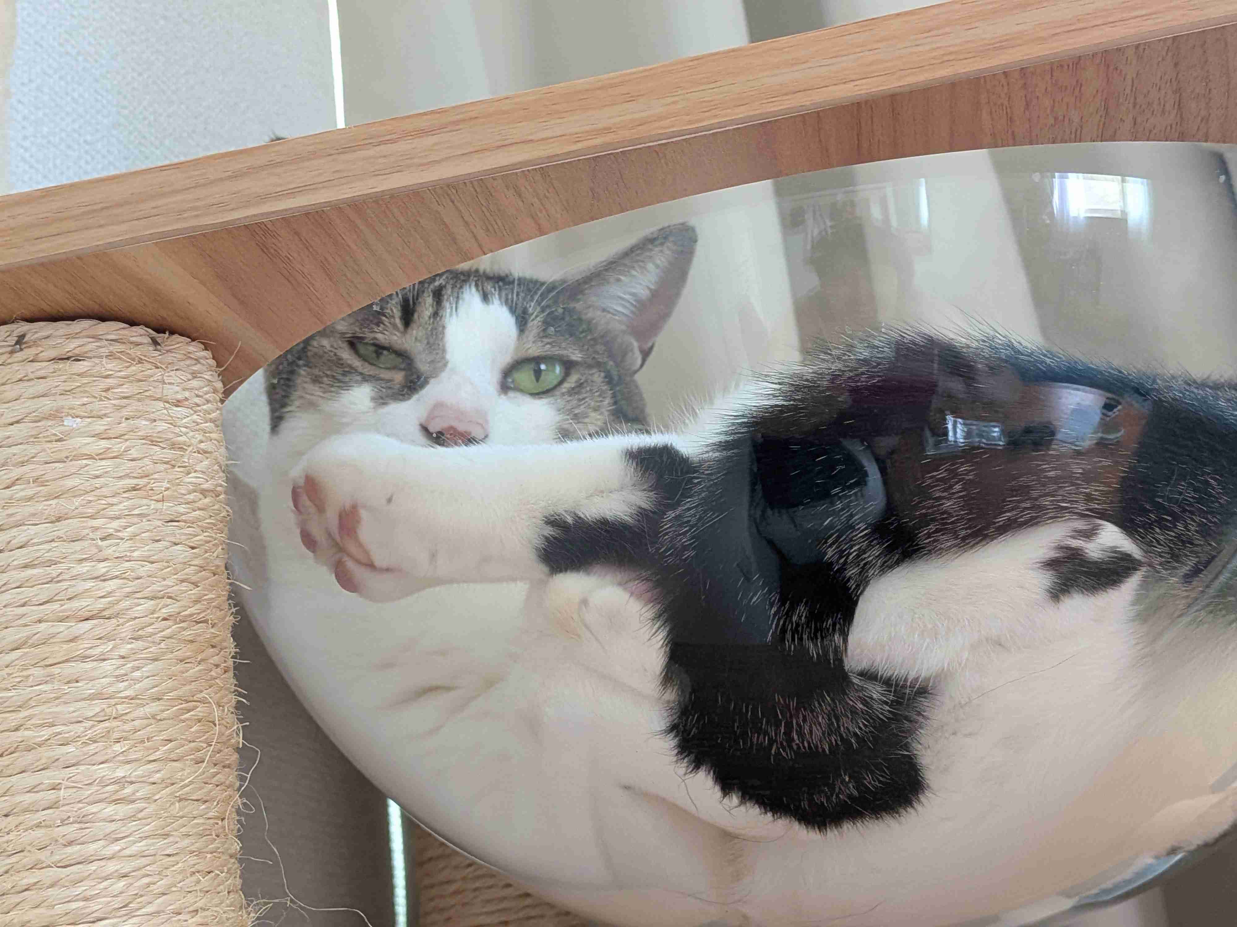 キャットタワーを語る