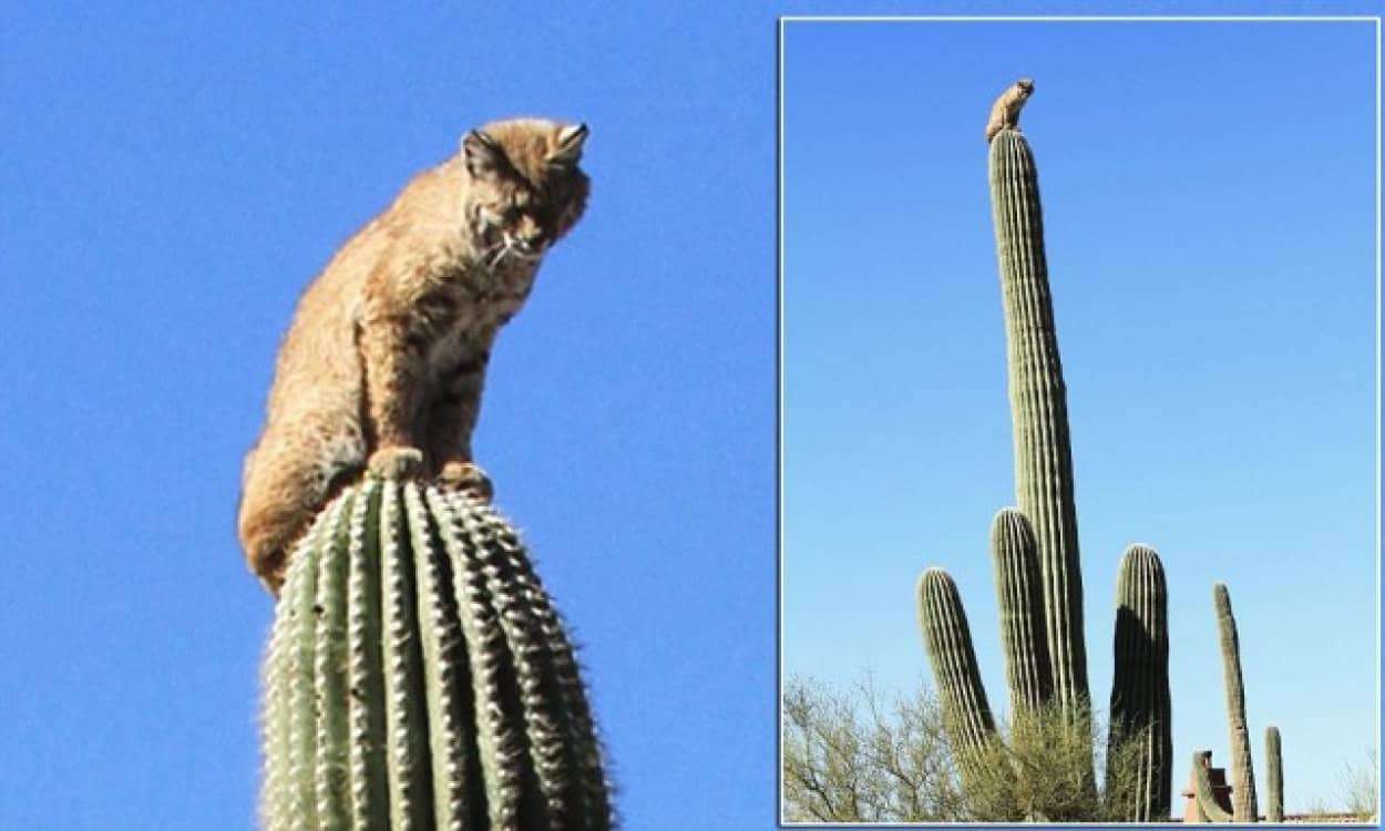 キャットタワーを語る