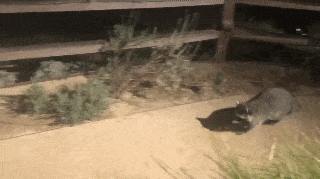 このGIFで笑ったことある人はプラス