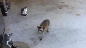 このGIFで笑ったことある人はプラス