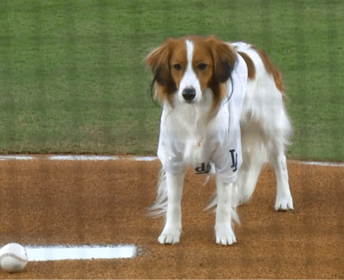 このGIFで笑ったことある人はプラス