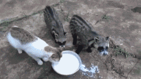 このGIFで笑ったことある人はプラス