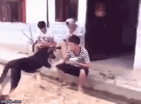 このGIFで笑ったことある人はプラス