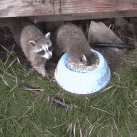 このGIFで笑ったことある人はプラス