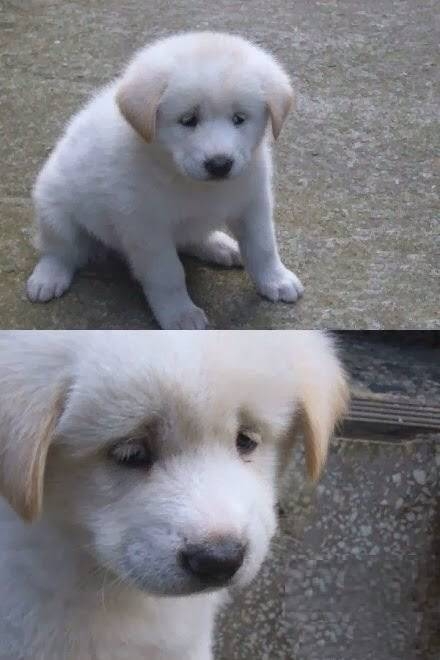 🐾ちょっとビビリ犬🐾エピソード募集