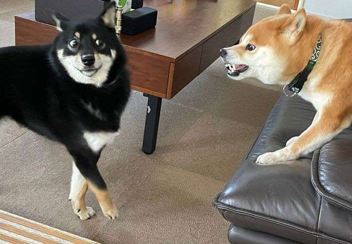 🐾ちょっとビビリ犬🐾エピソード募集