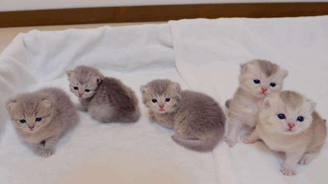 「絶対増えてるでしょ…」「子猫サイズになってる」 歌舞伎町の《大量ネズミ》 新宿区は1229万円かけて対策も…